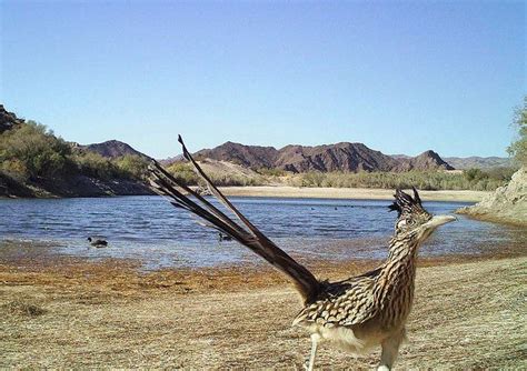 Roadrunner at Davis Cove backwater (Lake Mohave) | Animal photo ...