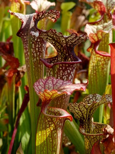 Sarracenia X Leucophylla Purple Lips X Flava Cuprea Photos