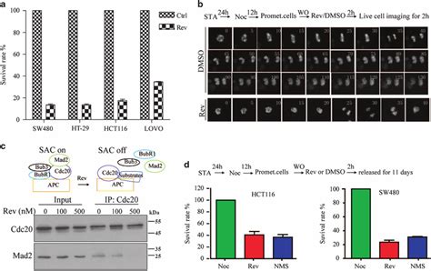 Single Cycle Loss Of Sac By Temporary Mps1 Inhibition Is Sufficient To