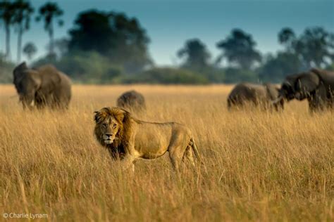 Understanding The Okavango Delta Africa Geographic Okavango Delta