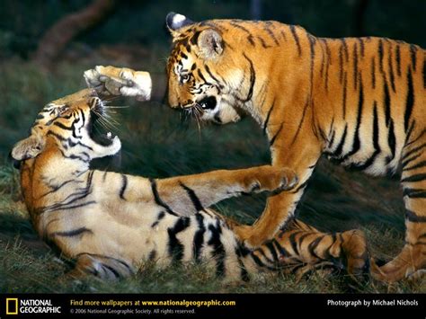 Conheça os devoradores de homens de todo o mundo!: Os Tigres de Chowgarh