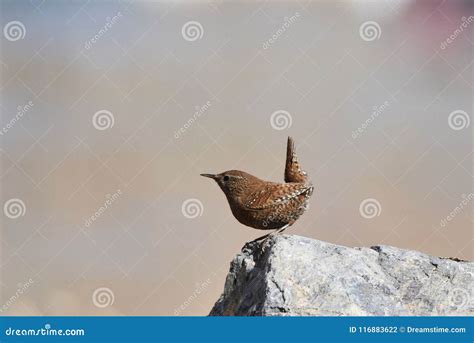 Wren Bird Insectivorous Bird Wild Bird Migration Ecological Photography ...