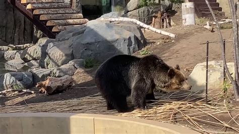 旭川市旭山動物園 公式 On Twitter 本日のエゾヒグマのとんこ🐻 その② 旭山動物園 Asahiyamazoo エゾヒグマ