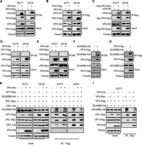 Chemokine Pf Inhibits Ev And Ca Infections At The Entry Stage