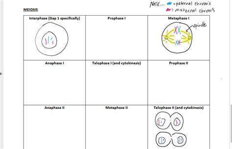 Solved Part 2 Drawing The Stages Of Mitosis And Meiosis