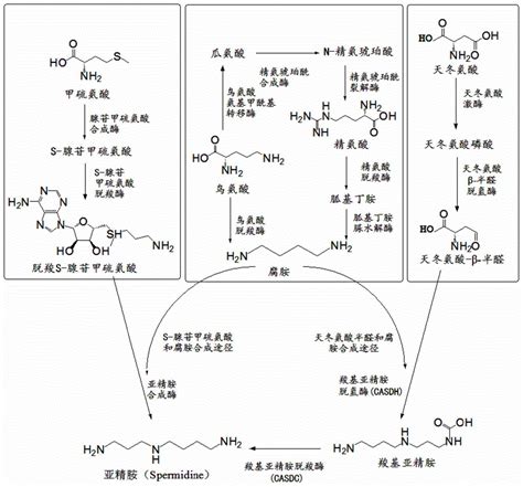 一种生物法合成亚精胺的方法与流程