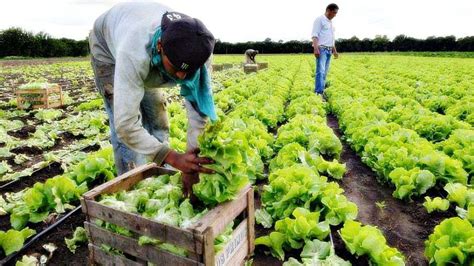 17 de Mayo Día del Horticultor Infoagro