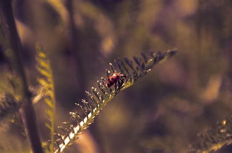 200+ Free Yarrow & Nature Images