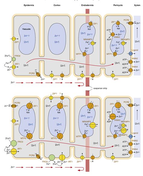 Figure 1 From The Zinc Homeostasis Network Of Land Plants Semantic