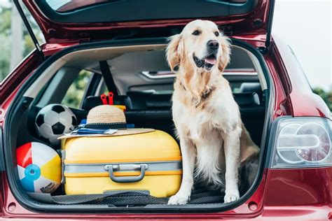 Ihren Hund Im Auto Transportieren Richtig Und Sicher Autodoc Club