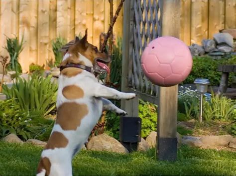 What Are The Best Herding Balls For Dogs? – Herding Dog Zone