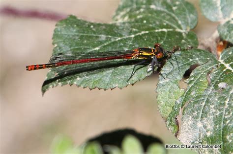 Nymphe Au Corps De Feu Pyrrhosoma Nymphula BioObs