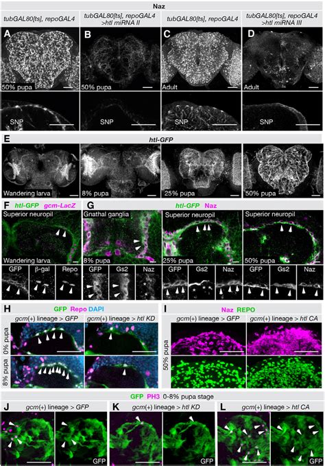 Htl Is Involved In Neuropil Glia Development A D Pan Glial Htl MiRNA