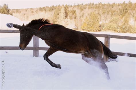 Mickina Photos De Chevaux En Libert