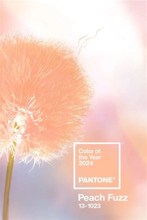 Everythings Just Peachy Pantones 2024 Color Of The Year Is Peach