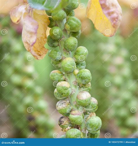 how to harvest brussel sprouts 6