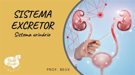 Sistema Excretor Sistema Urinário Ensino Fundamental Youtube