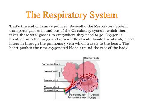 Oxygen Through The Respiratory System