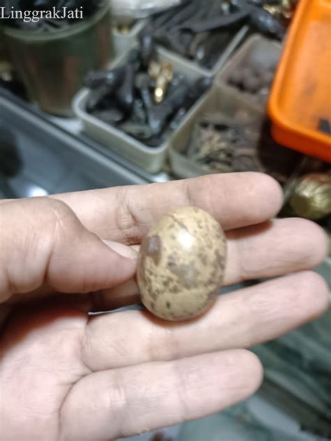 Jual Fosil Telur Puyuh Ori Sepuh Majapahit Temuan Di Situs Candi Jago