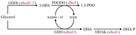 Summary Of Metabolic Reactions Related To Glycerol Fermentation In Download Scientific Diagram