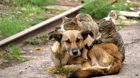 Free download Cats hugging dog wallpapers and images wallpapers ...