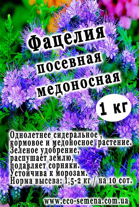 Семена Фацелия, Медонос, Сидерат, от 1 Кг на Развес — Купить Недорого ...