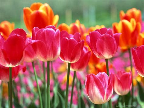 Tulip Afghanistan National Flower - Desi Comments