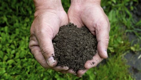 What Is Humus Rich Soil Back Gardener