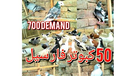 Kabuter For Sale Demand Layyah Pigeons Shirazi