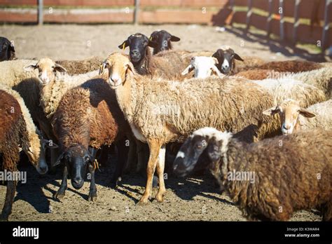 Livestock Farm Herd Of Sheep Stock Photo Alamy