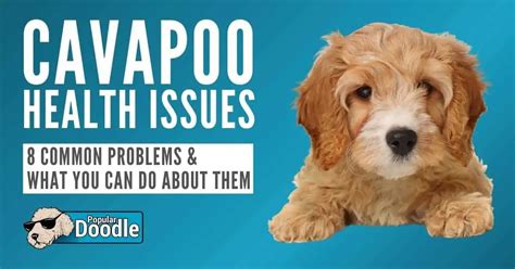 Sheepadoodle Health Issues: 9 Common Sheepadoodle Health Problems to ...