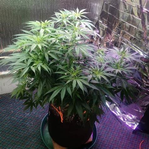 Dr Krippling Incredible Bulk Auto Grow Diary Journal Week7 By