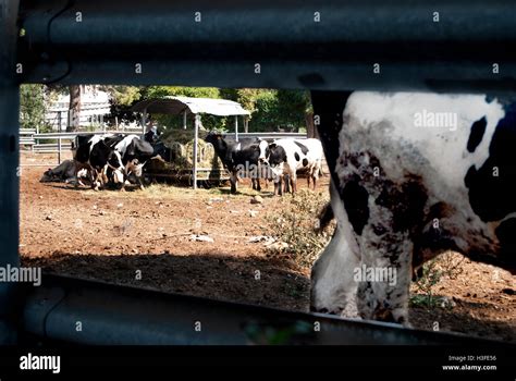 Cattle Grids Hi Res Stock Photography And Images Alamy