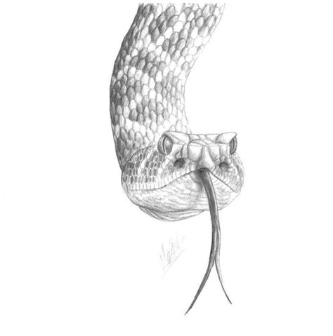 Snake Pencil Sketch at PaintingValley.com | Explore collection of Snake Pencil Sketch