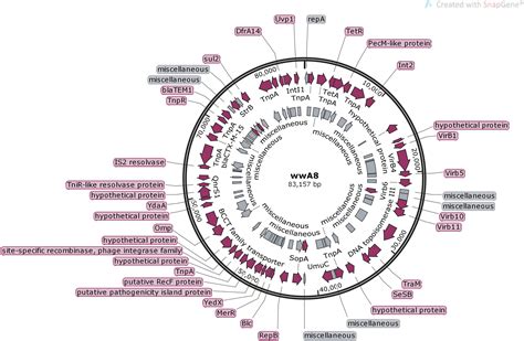 Frontiers The Role Of Plasmids In The Multiple Antibiotic Resistance