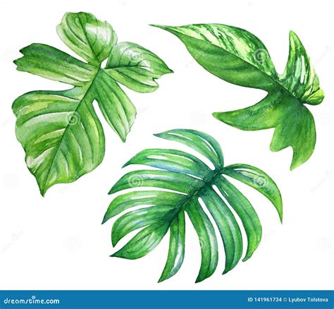 Set Of Watercolor Philodendron Leaves Realistic Drawing Of Tropical