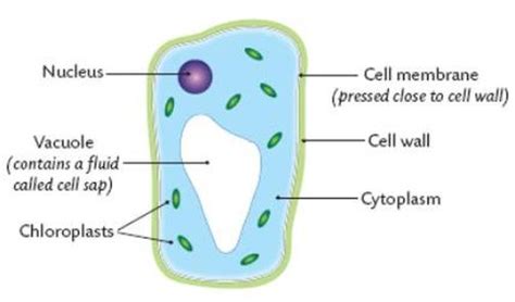 Vacuole - Science