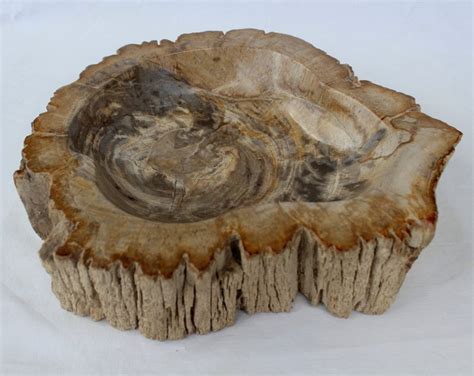 Versteend Hout Exclusieve Decoratieve Schaal Diptocarpus Catawiki