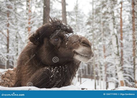 Camel Snow Winter On The Farm In Siberia Stock Image Image Of Fluffy