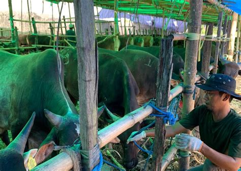 Pastikan Hewan Kurban Sehat Dpkh Kaltim Bentuk Tim Khusus Busamid