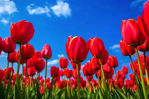 Ngôn ngữ của loài hoa tulip trong văn hoá NhậtKênh du lịch LocoBee