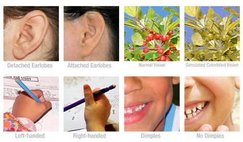 Hereditary Traits - Animal DNA