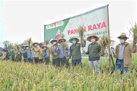 Panen Raya Kota Bandung Hasilkan 8 Ton Padi JurnalMedia Situs