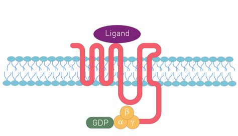 G-protein coupled receptors (GPCRs) | BMG LABTECH