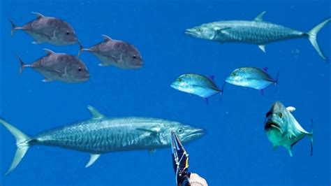 BERBURU IKAN PREDATOR TENGGIRI DAN GIANT TREVALLY PENGHUNI LAUTAN YouTube