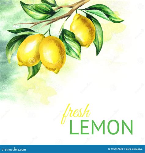 Fresh Lemon Background Watercolor Hand Drawn Illustration Stock