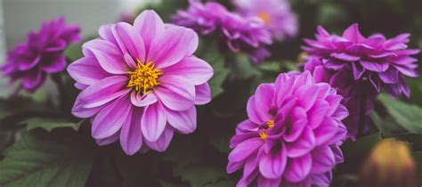 Paarse Bloeiende Planten Dit Zijn De Mooiste Paars Bloemen Voor In