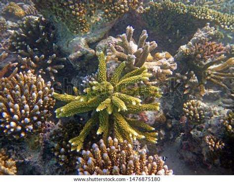 Snorkeling Maldives Islands Stock Photo 1476875180 | Shutterstock