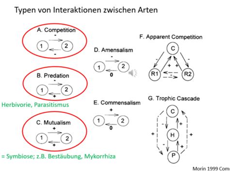 V11 Ökologie der Pflanzen Bau und Vielfalt der Tiere Flashcards Quizlet