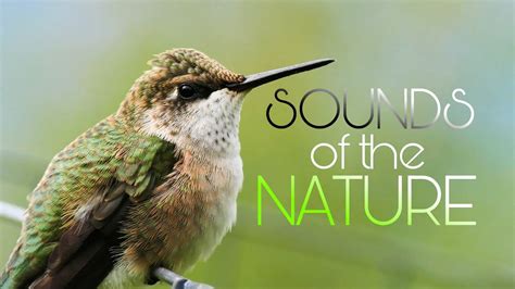 Nature S Sounds Birds Sounds Asmr Nature Therapy Calm Your Body Mind And Soul 30